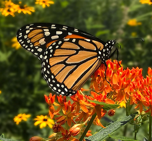 Monarch butterfly on Milkweed (asclepias tuberosa)